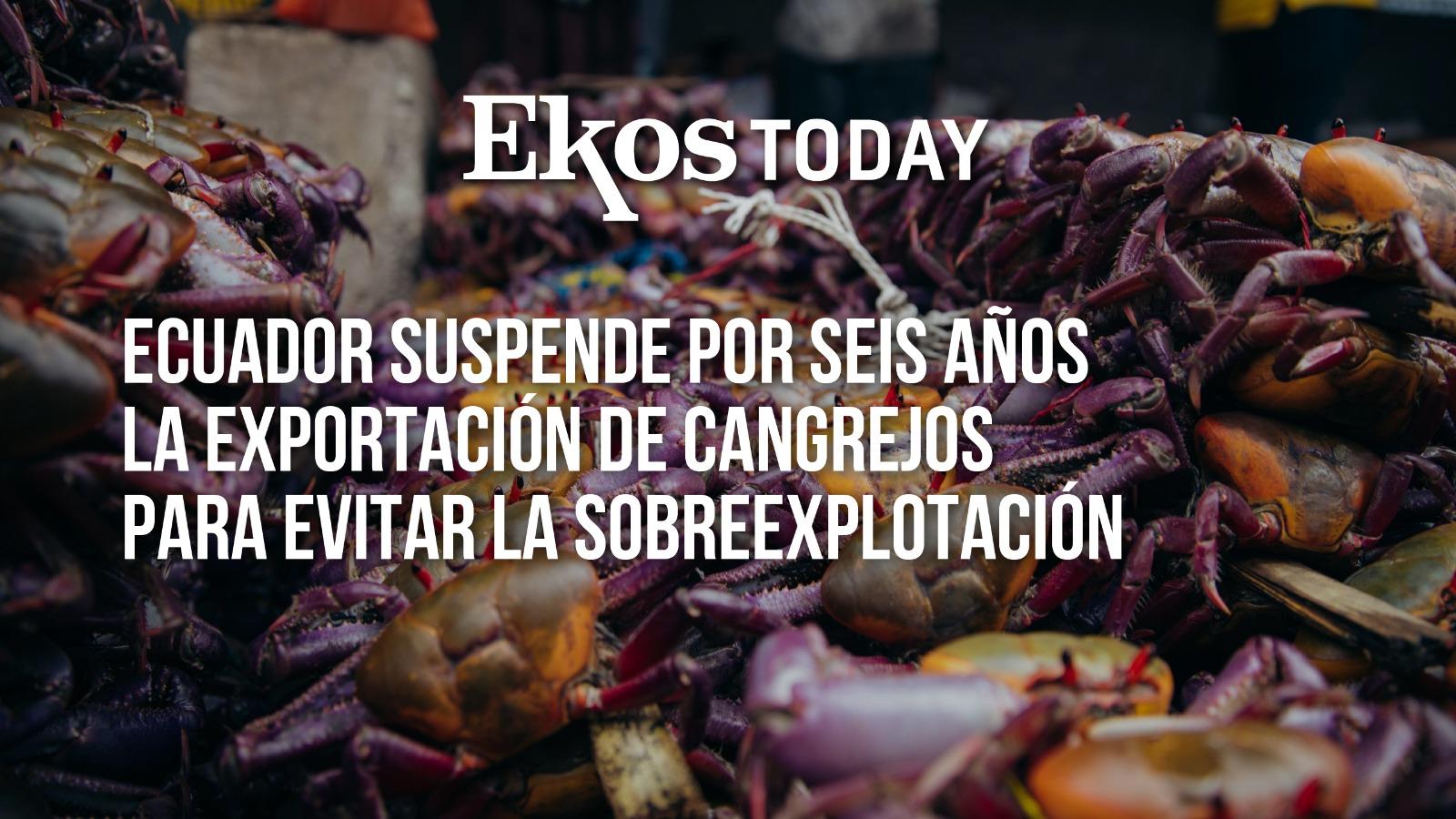 Durante seis años, Ecuador no exportará cangrejos, para priorizar equilibrio ambiental